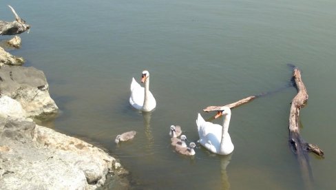 PONOSNI RODITELJI: Labudica i labud izveli potomstvo u šetnju