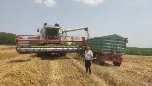 ЖЕТВА У ПУНОМ ЈЕКУ: После јечма, на северу Бачке, на реду поља под пшеницом и уљаном репицом