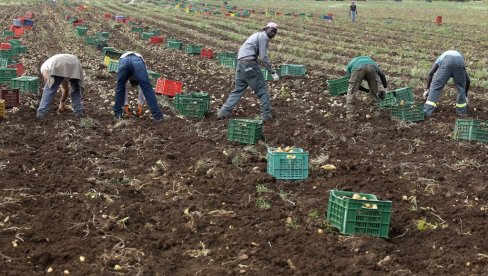 УМИРУ НЕВИДЉИВИ  ПОД  ВРЕЛИНОМ СУНЦА: Грозан положај илегалних радника у Италији, жене трпе и сексуално искоришћавање (ФОТО)