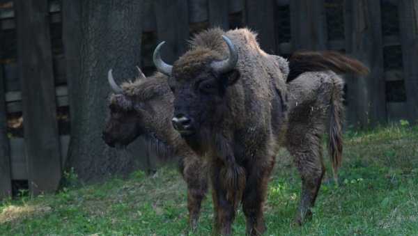 ТАЈФУН И ТАТРЕНКА СТИГЛИ ИЗ ЧЕШКЕ: Два нова бизона у националном парку Фрушка гора (ФОТО)