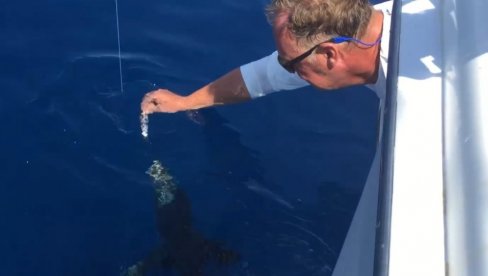 NEVEROVATAN SNIMAK IZ KOMŠILUKA: Morski pas jede ribaru iz ruke, ovo morate videti (VIDEO)