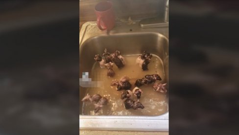 ŽENA SVE SNIMILA: Pedeset pacova u sudoperi - neverovatno ŠTA rade (VIDEO)