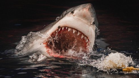 NIKO ANTIĆ (12) PREMINUO NAKON UJEDA AJKULE: Prijatelji su ga izvukli iz vode i odveli u bolnicu - nije mu bilo spasa