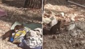 OVO JE NAJSLAĐI KRADLJIVAC U HRVATSKOJ: Pogledajte kako vjeverica ruča na plaži u Makarskoj (VIDEO)