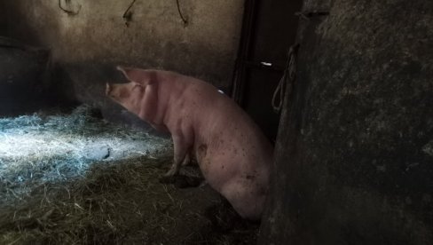 POKUŠAO DA POMOGNE PRASETU, A SVINJA GA UGRIZLA ZA GENITALIJE: Drugi napad svinje u Aleksinačkom kraju