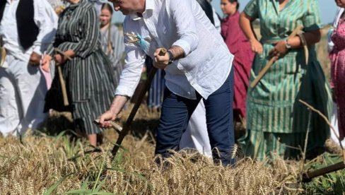 КОРА ХЛЕБА ЗНОЈЕМ НАТОПЉЕНА: У Суботици одржан традиционални рис, буњевачки обичај кошења жита