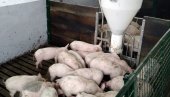 METALNI KONTEJNER SA ŽIVOTINJSKIM LEŠEVIMA ŠOKIRAO GRAĐANE ŠAPCA: Ministarstvo reagovalo - inspekcija hitno na terenu