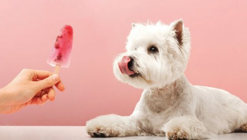 ČUVAJTE SVOG LJUBIMCA OD VRUĆINE: Saveti - Evo kako da rashladite psa tokom leta