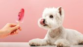 ЧУВАЈТЕ СВОГ ЉУБИМЦА ОД ВРУЋИНЕ: Савети - Ево како да расхладите пса током лета