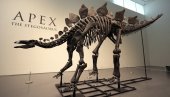ВРЕДИ ШЕСТ МИЛИОН ДОЛАРА: Скоро савршен фосил диносауруса старог 150 милиона година биће продат на аукцији