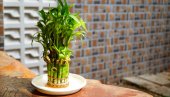 OBAVEZNO IH DRŽITE NA POSLU: Ovih 5 biljaka donose sreću u kancelariji, a pročišćavaju i vazduh