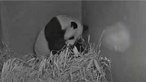 SNIMAK KOJI ĆE VAS POTPUNO RAZNEŽITI: DŽinovska panda u zoološkom vrtu u Holandiji dobila mladunče (VIDEO)
