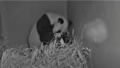 СНИМАК КОЈИ ЋЕ ВАС ПОТПУНО РАЗНЕЖИТИ: Џиновска панда у зоолошком врту у Холандији добила младунче (ВИДЕО)