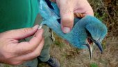 KUĆICE SPASLE PLAVU PTICU: Populacija modrovrane, zaštićene vrste, se oporavila u Bačkoj i Banatu