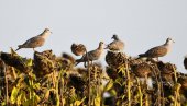 OPORAVLJA SE POPULACIJA GRLICE: Posle zabrane lova, broj ovih ptica porastao za čak 25 odsto u zapadnoj Evropi