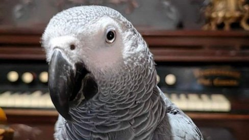 NUDE NAGRADU ZA ŽAKOA: Porodica Pavkov već nedelju dana traga za nestalim kućnim ljubimcem, papagajem rase afrički žako