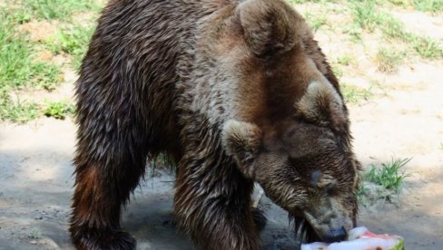 LEDENE POSLASTICE SPAS ZA ŽIVOTINJE: Stanovnici Zoo vrta na Paliću se rashlađuju na različite načine