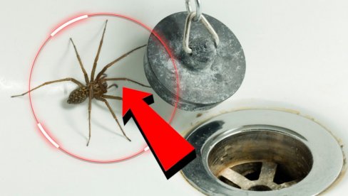 OPREZ: Evo zašto ne treba ubijati pauka kada ga vidite u kući