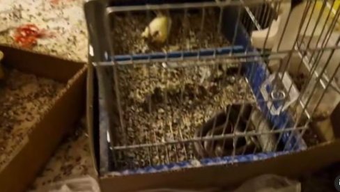KAKVA SLIKA IZ KUĆE U SRBIJI: Zmija pojela kanarince, pa se sklupčala u kavezu - nazire se plen u njenom telu (VIDEO)