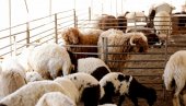 ČISTA ZARADA, SMEŠTAJ I HRANA DŽABE: Država daje subvencije za ovce s pedigreom, a čobanina sve teže naći