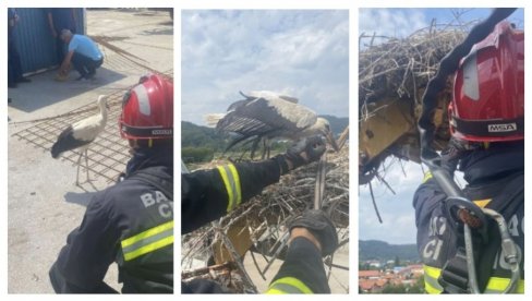 MLADUNČE RODE ISPALO IZ GNEZDA: Brzom akciom ga spasili vatrogasci (FOTO)