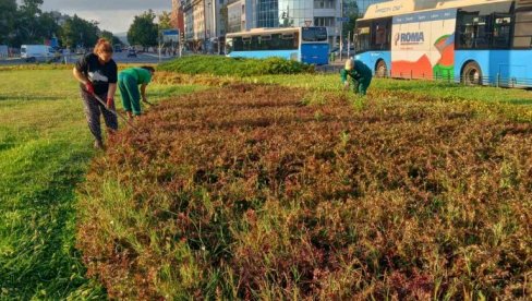 POSAĐENO 945 SADNICA UKRASNOG ŠIBLJA NA OKRETNICI KOD ŠTRANDA: Zelenilo nastavlja  sa  ukrašavanjem  Novog Sada