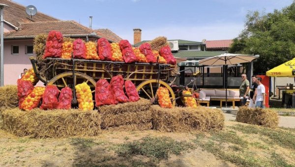 БИЋЕ ДОБРЕ РОГЕ ЗА АЈВАР: Највећи плод од 382 грама наговестио добру бербу упркос великој суши