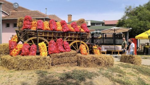 БИЋЕ ДОБРЕ РОГЕ ЗА АЈВАР: Највећи плод од 382 грама наговестио добру бербу упркос великој суши