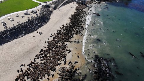 INVAZIJA: Preko noći okupirali plažu - ljudi im ne smeju ništa, čak i zakon ih brani (FOTO)