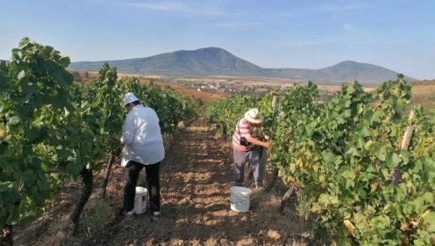 GDE JE MRAZ BIO GROZDOVA NEMA: Zbog vremenskih neprilika berba grožđa počela mesec dana ranije, a negde već i završena