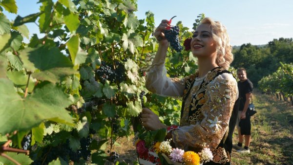 КИЛО ГРОЖЂА САМО 200 ДИНАРА! Већ првог дана Опленачке бербе, Тополу је посетило више хиљада људи КИЛО ГРОЖЂА САМО 200 ДИНАРА! Већ првог дана Опленачке бербе, Тополу је посетило више хиљада људи