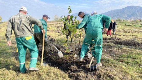 I GRAĐANI UČESTVUJU U SADNJI DRVEĆA: Šumska uprava Vršac organizuje akciju sadnje 10.000 stabala