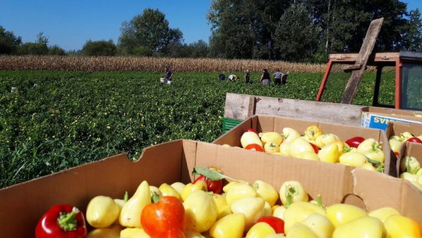 ПОДСТИЦАЈИ ЗА ПОЉОПРИВРЕДНИКЕ У ПАРАЋИНУ: У понедељак крај конкурса за осигурање усева и плодова