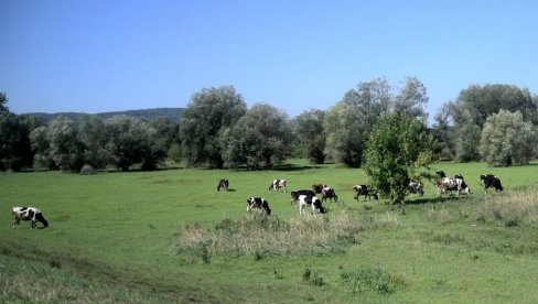 ПОДСТИЦАЈИ ДО 500.000 ДИНАРА: Пожаревац помаже пољопривреднике