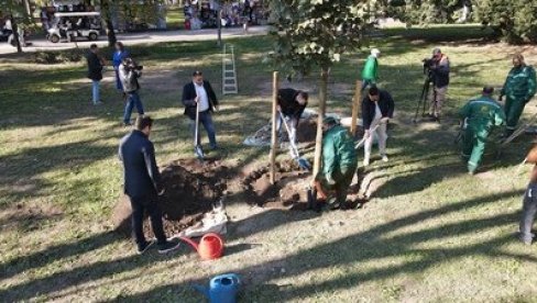 ZASADILI JAVOR NA KALEMEGDANU: Komunalno preduzeće Zelenilo Beograd obeležilo 95 godina postojanja