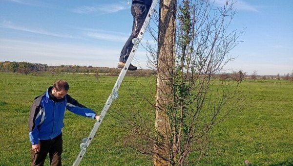 БЕЗБЕДНИЈИ ЗА ПТИЦЕ: Уз Дунав дивертерима заштићено 40 километара далековода  (ФОТО)