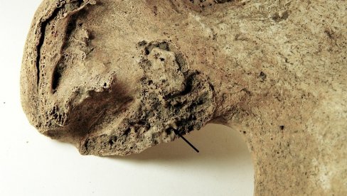 НАЈРАНИЈИ СРОДНИЦИ ЧОВЕКА ХОДАЛИ УСПРАВНО ПРЕ СЕДАМ МИЛИОНА ГОДИНА: Нова анализа костију Сахелантропуса чадензиса то показала