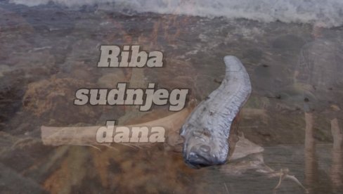 VERUJE SE DA JE PREDZNAK NEPOGODA: Riba sudnjeg dana nasukana na obali Kalifornije - narod u strahu, ovo je već treća ove godine