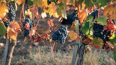 VINOGRADARI, OVO JE REŠENJE: Kako sprečiti sušenje vinove loze - pojavu eske?