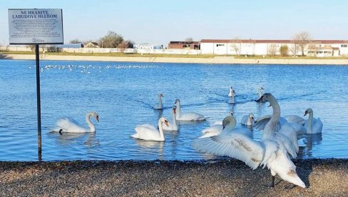 „LABUDOVO JEZERO“ MAMI POSETIOCE: Jato gracioznih ptica i ovu zimu će prezimeti u Vršcu (FOTO)