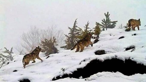 TRI VELIKA VUKA SNIMLJENA NA SRPSKOJ PLANINI: Mnogo krupniji nego što sam ikada video (FOTO)