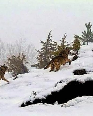 НОВА СТУДИЈА ОТКРИЛА: Вукови могу да се навикну на људе, ако им то доноси предности