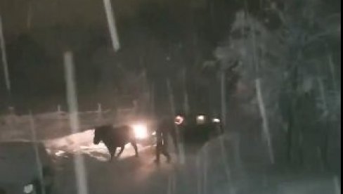 KONJ IZVLAČIO LJUDE IZ SNEŽNE MEĆAVE: Pogledajte kako se sve završilo (VIDEO)