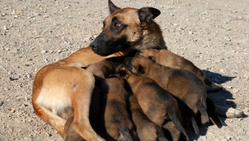 NESVAKIDAŠNJI DOGAĐAJ U TURSKOJ: Ženka psa lutalice donela svoje štene u veterinarsku ambulantu, kučence u kritičnom stanju