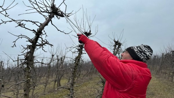 ПРАВО ВРЕМЕ ЗА РЕЗИДБУ: Воћари из чачанског краја имају пуне руке посла, а предстоји и ђубрење