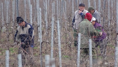 PORANILA I REZIDBA: Blaga zima otvorila vinogradarsku sezonu u vršačkom kraju