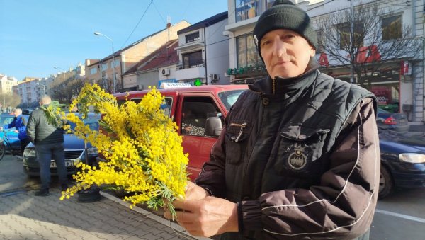 МИМОЗАМА РАЗГАЉУЈЕ ДУШУ: Милоје Милојевић из Јагодине већ три и по деценије житељима Параћина улепшава зиму (ФОТО)