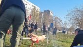 DOŠLI DA SE ZEZAJU: Vrte prase na protestima u Novom Sadu (FOTO)