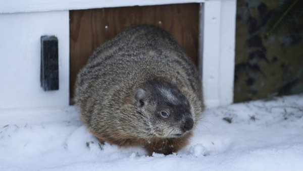 КАНАДСКИ МРМОТИ ПОДЕЉЕНИ У ПРОГНОЗИ: Половина најављује крај зиме, други наставак