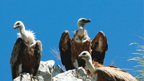 VODA I ZA VUKOVE I ZA BELOGLAVE SUPOVE: Na obroncima Jadovnika napravljeno pojilište za divljač